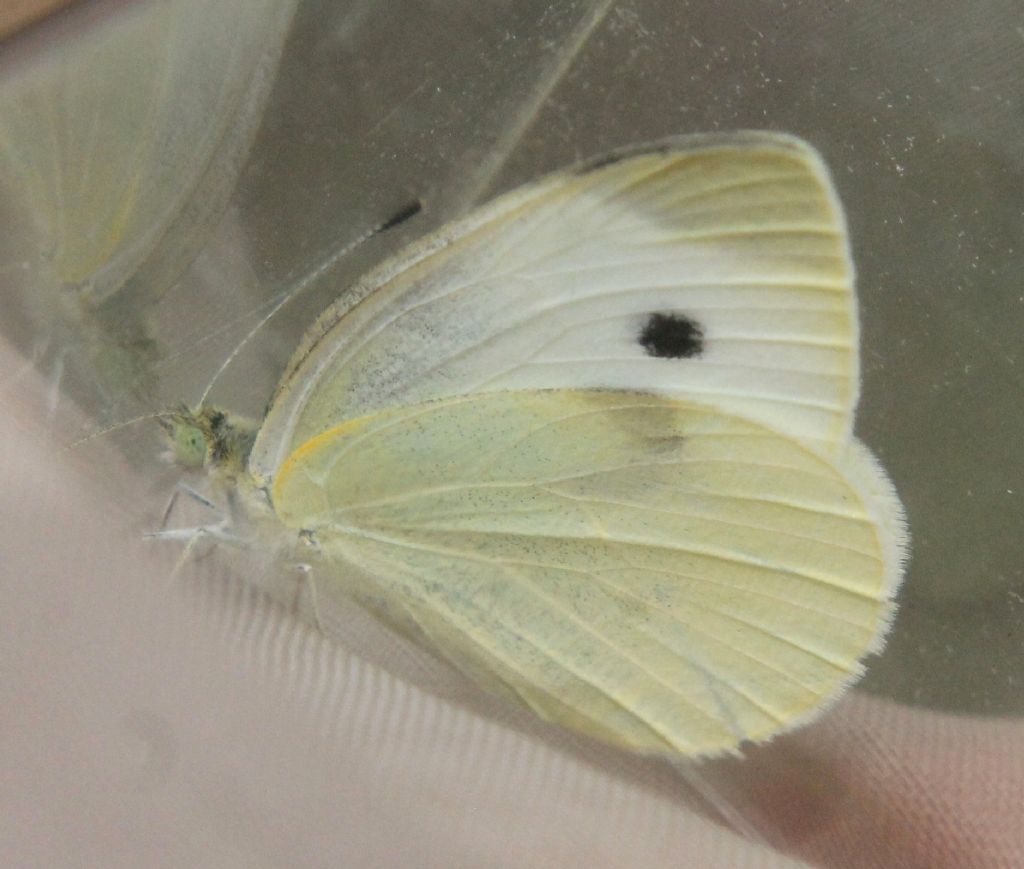 Pieris mannii, rapae o napi?
